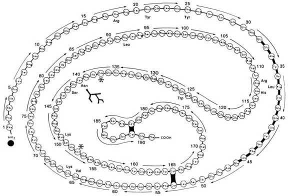 HGH Molecule Diagram